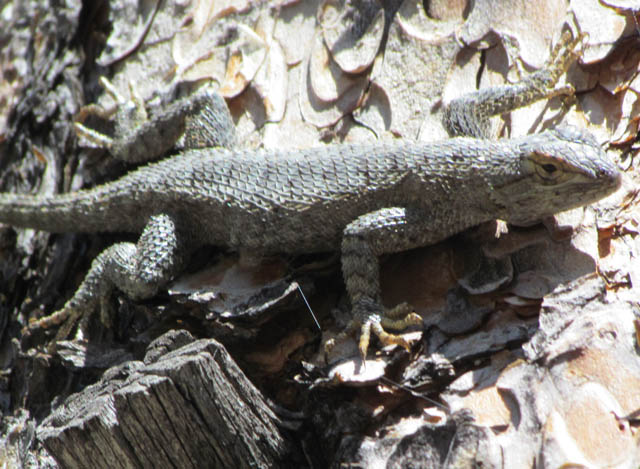 Great Basin Fence Lizard